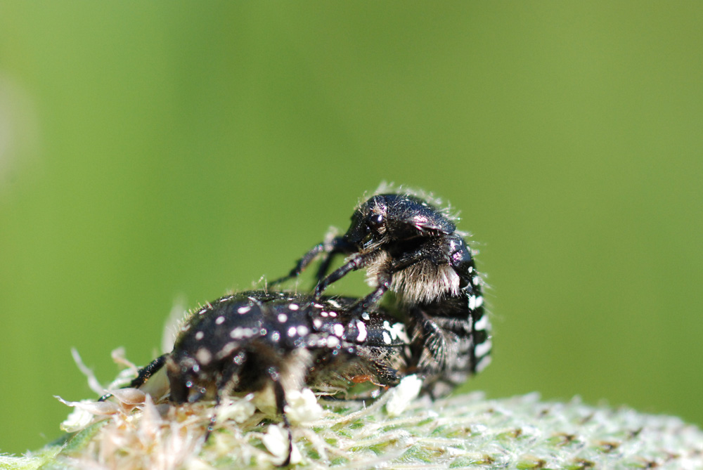 coleotteri da identificare